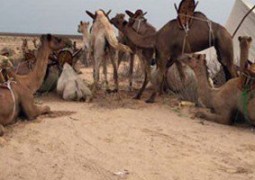 موريتانيا تجهز 1500 جمل للترحيب بالقادة العرب