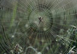 العلماء يجدون طريقة لتصنيع نسيج العنكبوت