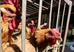 في الصين عشرات الوفيات والإصابات بإنفلونزا الطيور