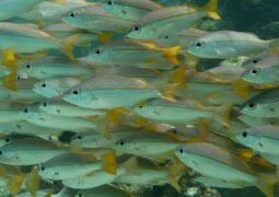 دراسة جديدة تظهر العلاقة بين انخفاض مستوى التنوع البيولوجي لأسماك الشعاب المرجانية وارتفاع درجات الحرارة